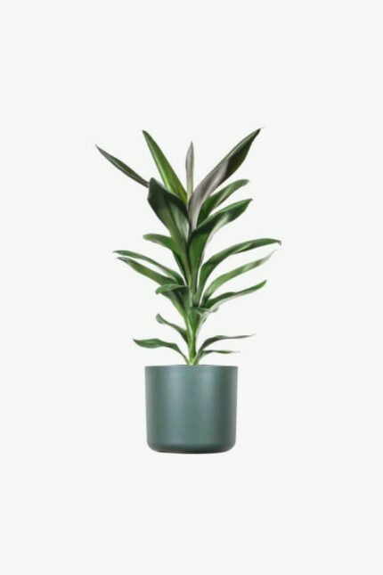Dracaena Lisa