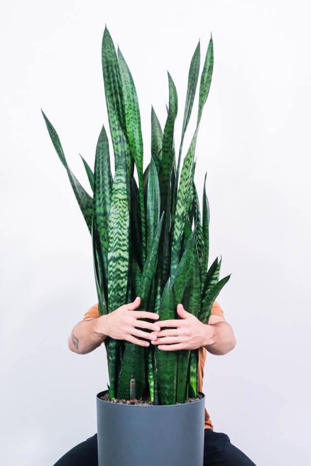 plants-shop-product-gallery-img-14 Sansevieria Laurentii - Image 2